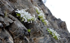 万朵国家二级保护植物槭叶铁线莲齐放北京门头沟区