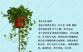 绿植科普适合室内养护的绿植四季常青有益于人体健康