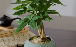 客厅里养这6种植物好养活好打理寿命很长寓意还特别好