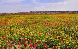 黄河石林大景区：邂逅盛世花海 放飞美丽心情(景区花海盛世放飞邂逅)