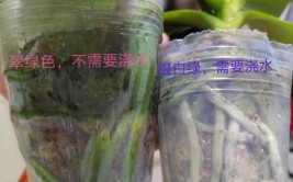 如何正确给室内植物浇水掌握11个浇水技巧你也能变成园艺高手