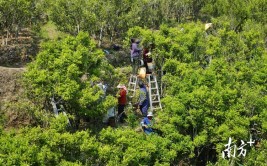 安家潮州凤凰山太空茶种现在长成什么样了