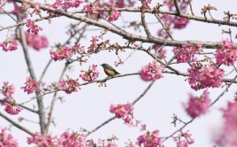 季节限定成都冬日赏花tips一览