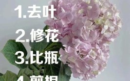 绣球花放在室外过冬怎么养怎么浇水学会两招就行了