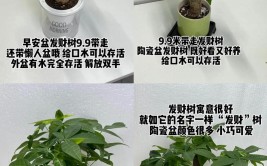 老师傅教你7大养护技巧让发财树财运滚滚