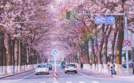 北京这五条路等您来打卡！四季有景、三季有花(公路打卡条路这五您来)