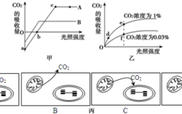 维护植物健康的三要素基质浇水和光照