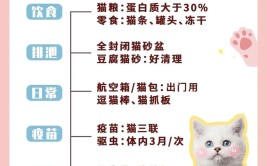 养猫新手看过来如何为猫咪营造一个健康卫生的生活环境