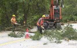 绿植疯长遮视线宾阳这条路理发了