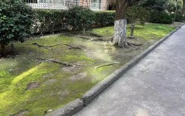 社区裸土焕新颜普陀这里迎来了一群植绿改造小能手→