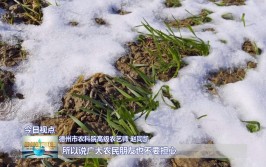 小雪到了寒潮来了麦田怎样管理呢农艺师讲农业