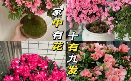 怎么养好杜鹃花做好4点三季有花四季常绿又美又艳