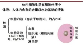 细胞内液包括什么