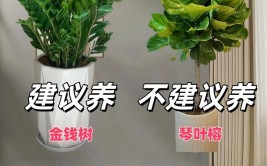 盆栽不种金钱树园艺不求极致绿现代家庭植物养护的深层意义