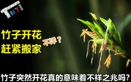 竹子开花赶紧搬家是什么意思