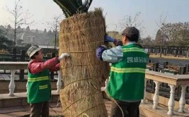 应对寒潮这个街道户外的绿植水管都套上了棉袄