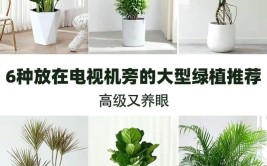 租摆盆栽花卉植物养护技巧