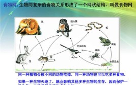 生物链和食物链区别