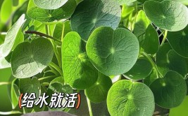 7种可以吸附室内灰尘和颗粒物的绿色观叶植物可以多养几盆