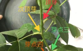 爱养花｜家养花卉如何剪枝细数修剪整形的方法和技巧第五期