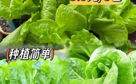 想吃就摘的阳台盆栽蔬菜沙拉1个种子吃1年