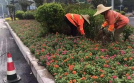 翔宇大道旁补种花草