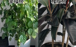 冬天室内绿植养护大揭秘做好了这几点才能美上一整年