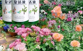 抖音花草账号案例植物液的运营方法