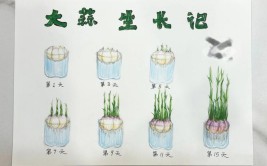 4种植物的水培方法养护遇到的问题和解决方法学一学