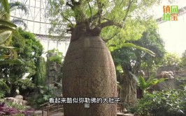 揭秘世界花卉大观园三大镇园植宝树龄相加超1000岁