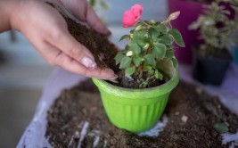 不会给山茶花浇水学会4季浇水方法植株健康生长旺盛