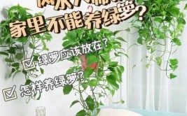 原创｜绿植生命的陪伴与养护