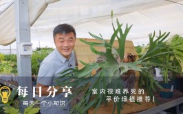 又贵又难养的9种绿植我建议你别买室内非常难养活