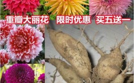 大理菊怎么种植