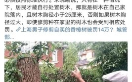 修剪自己种的树被罚14.42万元！李先生有话说(修剪万元砍伐香樟绿化)