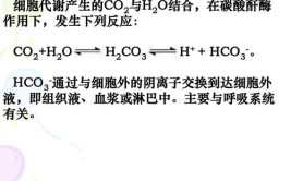 呼吸酶属于内环境吗