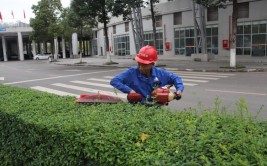 东莞厚街为绿植修剪理发提升城市道路颜值