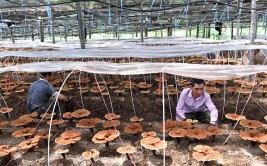 黎平县深化“管技销”激活林下经济发展活力(林下经济产业销售平台)