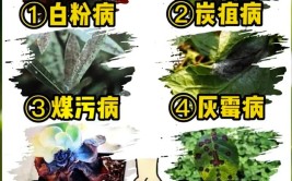 植物常发生病害难防治用它打上2遍就管用各类常见病害都能治