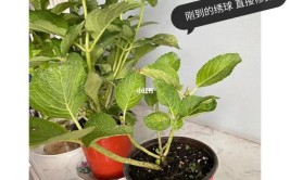 绣球花的全面养护知识种植调蓝修剪扦插一般问题