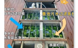 生态鱼池建设与养护攻略