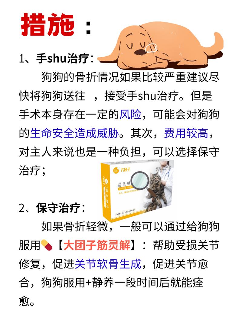 主人应该做哪些救治措施(狗狗主人骨折被车撞受伤) 汽修知识