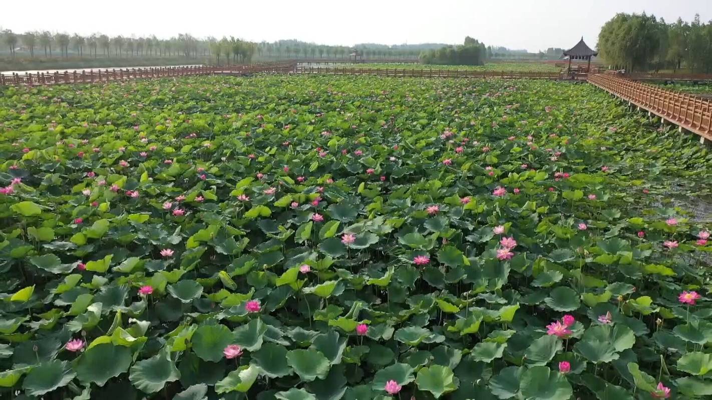 菏泽曹县：黄河故道美如画 万亩荷花迎客来(故道闪电迎客荷塘新闻) 建筑知识