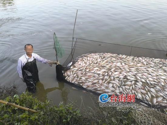 惠州一鱼塘惊现成片死鱼，部门：已立案查处(鱼塘成片废水立案流入) 汽修知识