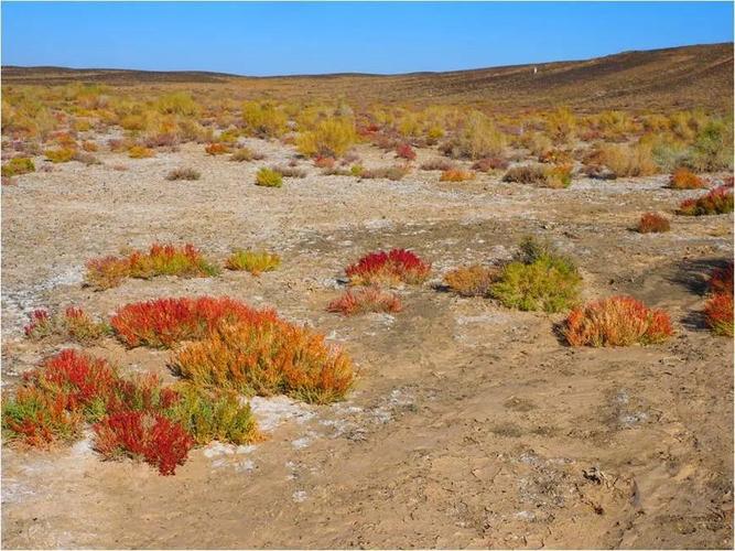 植物学家周繇的“诗和远方”(植物科考都是照片拍摄) 建筑知识