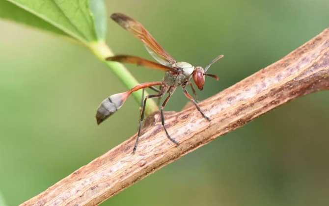 号称“建筑师”的各种昆虫(幼虫蓑衣叶片昆虫蜾蠃) 建筑知识