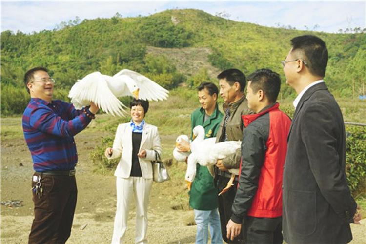 陆河岳溪村：小小鸭蛋黄让贫困户富得“流油”(贫困户工作队扶贫小鸭陆河) 汽修知识