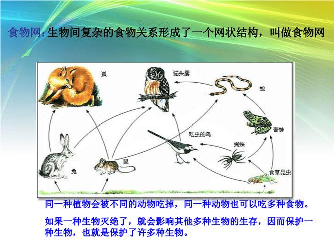 生物链和食物链区别 育学科普