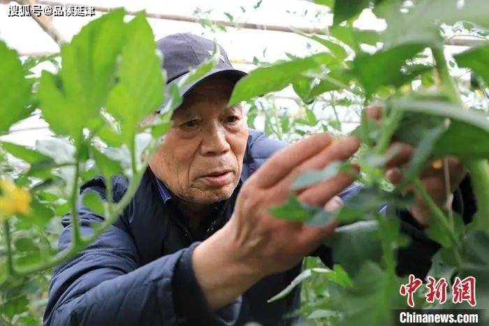 还在田间地头奋战的老局长吴新德(农民延津退休田间地头) 汽修知识