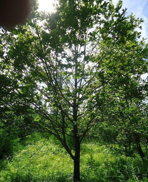 柞树变身摇钱树 蚕坡化作聚宝盆 “两山理论”的鲁山实践(鲁山柞树柞蚕丝绸家纺) 汽修知识